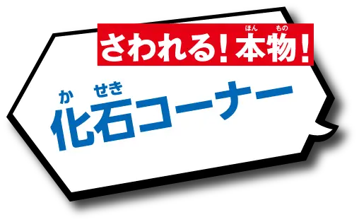 化石コーナー