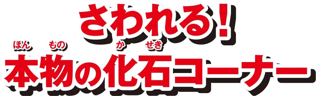 さわれる！本物の化石コーナー